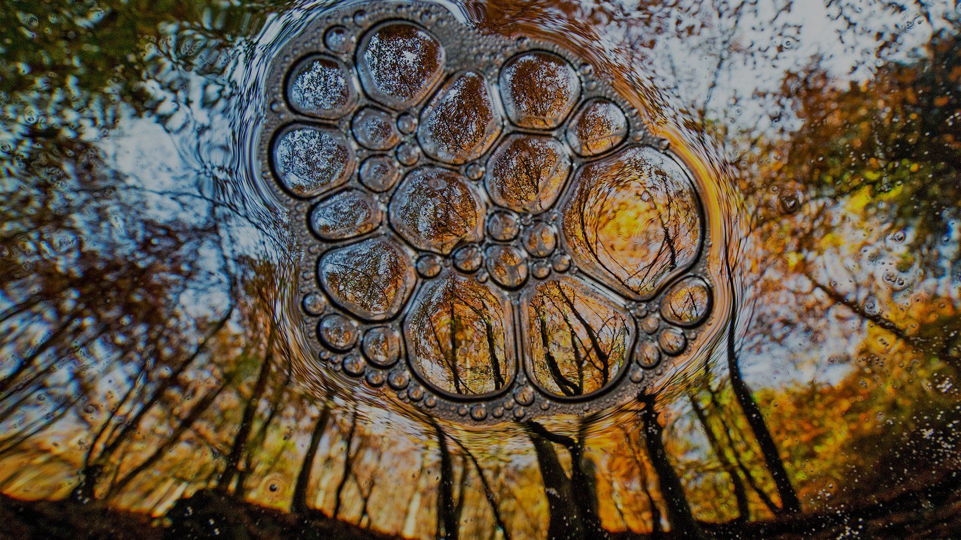 A view from underwater of encircling trees, with the scene reflected in a mass of bubbles.